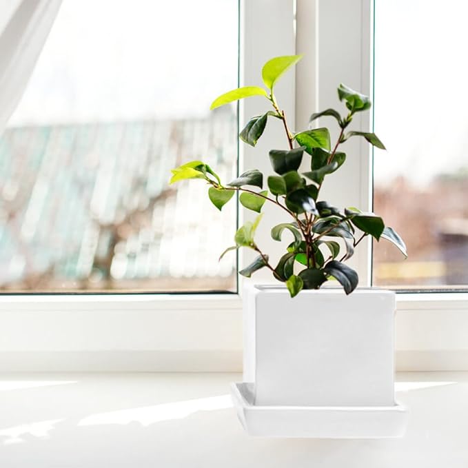 CHIVE - 3 Piece Set White Square Succulent Cactus Planter Pot, 3 Inch Ceramic Flower Plant Container, Drainage Hole/Saucer, Mini Pot Indoor/Outdoor Garden