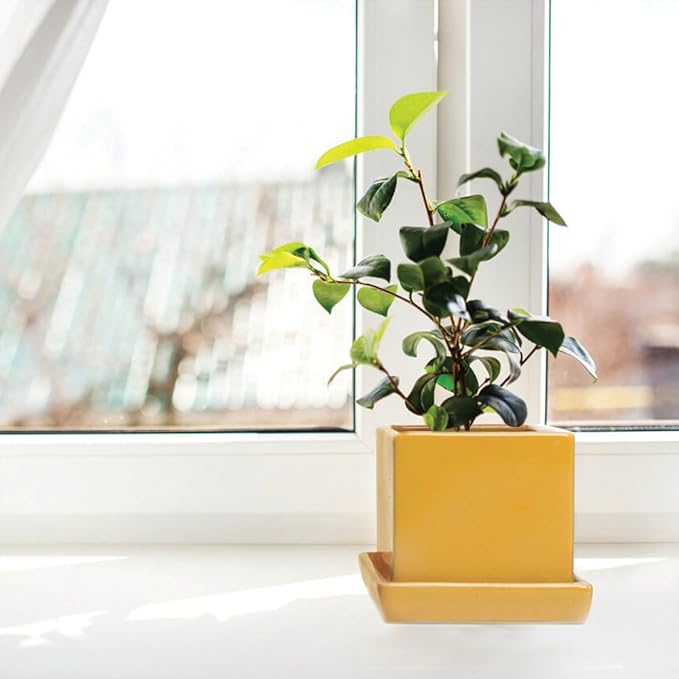 CHIVE - 3 Piece Set Square Succulent Cactus Planter Pot, 3 Inch Ceramic Flower Plant Container, Drainage Hole/Saucer, Mini Pot Indoor/Outdoor Garden (Goldenrod)