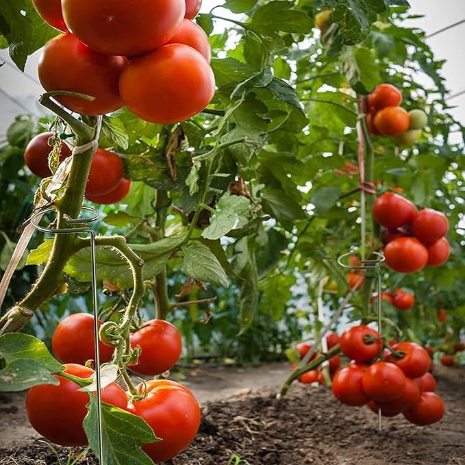 Joyhalo 20 Pack Plant Support Stakes 24 Inch, Plant Stakes, Flower Stakes with 24 Twist Ties, Garden Sticks for Plants Iris, Dahlia, Gladiolus, Amaryllis, Rose, Sunflower, Tomato, Sapling Etc