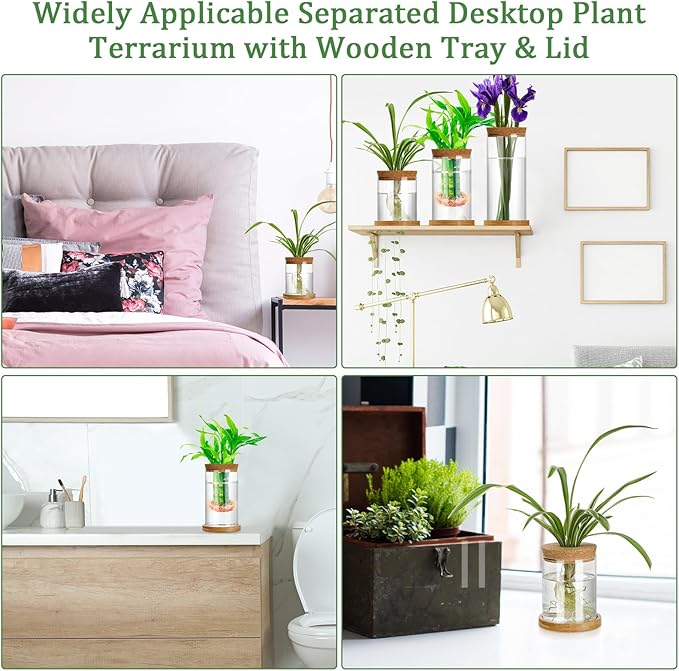 Maxcheck 3 Pcs 3 Sizes Plant Propagation Station Separated Glass Plant Terrarium Water Hydroponic Planter Holder with Lid and Wooden Stand Propagation Vase Pot for Home Indoor Office(Various Sizes)