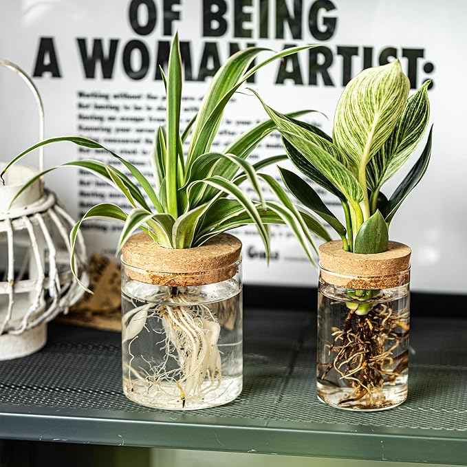 Glass Plant Propagation Stations for Plants – Set of 12(6 Large & 6 Small) Hydroponic Vases for Plant Cuttings,Flower Arrangements, Home & Office Decor–Desktop Vases for Living Room, Bedroom (12)