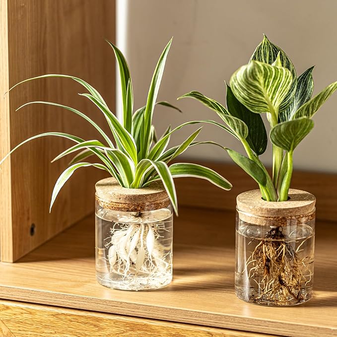 Glass Plant Propagation Stations for Plants – Set of 4(2 Large & 2 Small) Hydroponic Vases for Plant Cuttings,Flower Arrangements, Home & Office Decor–Desktop Vases for Living Room, Bedroom (4)