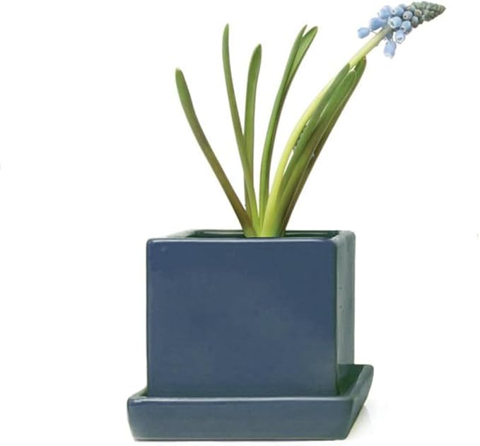 CHIVE - 3 Piece Set Square Succulent Cactus Planter Pot, 3 Inch Ceramic Flower Plant Container, Drainage Hole/Saucer, Mini Pot Indoor/Outdoor Garden