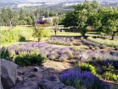 Victoria's Lavender Luxury Microwavable Aromatherapy Neck Wrap and Eye Mask Pillow, Made in The USA Lavender Gift Set with Organic Lavender Buds and Flax Seed for Hot or Cold Application - (Set of 2)