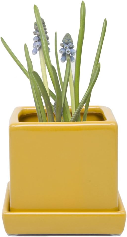 CHIVE - 3 Piece Set Square Succulent Cactus Planter Pot, 3 Inch Ceramic Flower Plant Container, Drainage Hole/Saucer, Mini Pot Indoor/Outdoor Garden (Goldenrod)