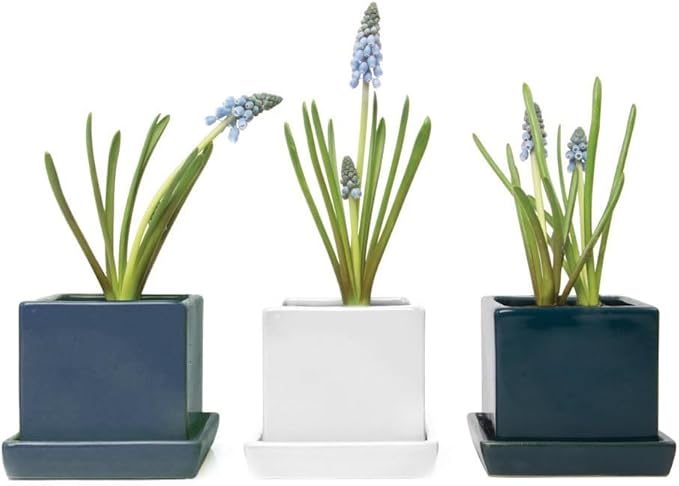 CHIVE - 3 Piece Set Square Succulent Cactus Planter Pot, 3 Inch Ceramic Flower Plant Container, Drainage Hole/Saucer, Mini Pot Indoor/Outdoor Garden