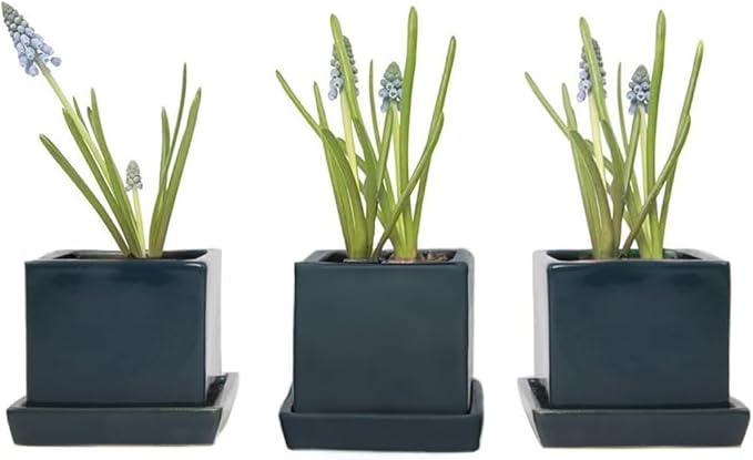 CHIVE - 3 Piece Set Square Succulent Cactus Planter Pot, 3 Inch Ceramic Flower Plant Container, Drainage Hole/Saucer, Mini Pot Indoor/Outdoor Garden (Green Blue)