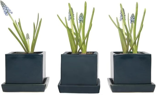 CHIVE - 3 Piece Set Square Succulent Cactus Planter Pot, 3 Inch Ceramic Flower Plant Container, Drainage Hole/Saucer, Mini Pot Indoor/Outdoor Garden (Green Blue)