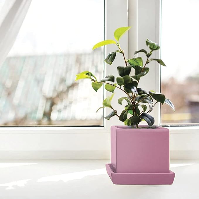 CHIVE - 3 Piece Set Square Succulent Cactus Planter Pot, 3 Inch Ceramic Flower Plant Container, Drainage Hole/Saucer, Mini Pot Indoor/Outdoor Garden (Pink)