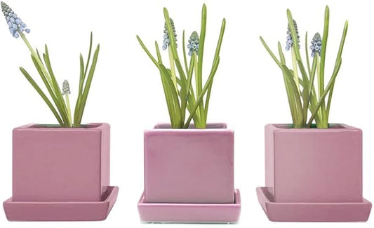 CHIVE - 3 Piece Set Square Succulent Cactus Planter Pot, 3 Inch Ceramic Flower Plant Container, Drainage Hole/Saucer, Mini Pot Indoor/Outdoor Garden (Pink)