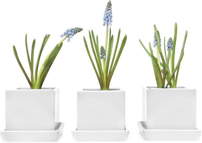 CHIVE - 3 Piece Set White Square Succulent Cactus Planter Pot, 3 Inch Ceramic Flower Plant Container, Drainage Hole/Saucer, Mini Pot Indoor/Outdoor Garden