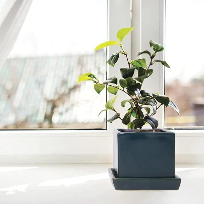 CHIVE - 3 Piece Set Square Succulent Cactus Planter Pot, 3 Inch Ceramic Flower Plant Container, Drainage Hole/Saucer, Mini Pot Indoor/Outdoor Garden (Green Blue)