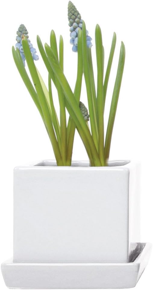 CHIVE - 3 Piece Set White Square Succulent Cactus Planter Pot, 3 Inch Ceramic Flower Plant Container, Drainage Hole/Saucer, Mini Pot Indoor/Outdoor Garden