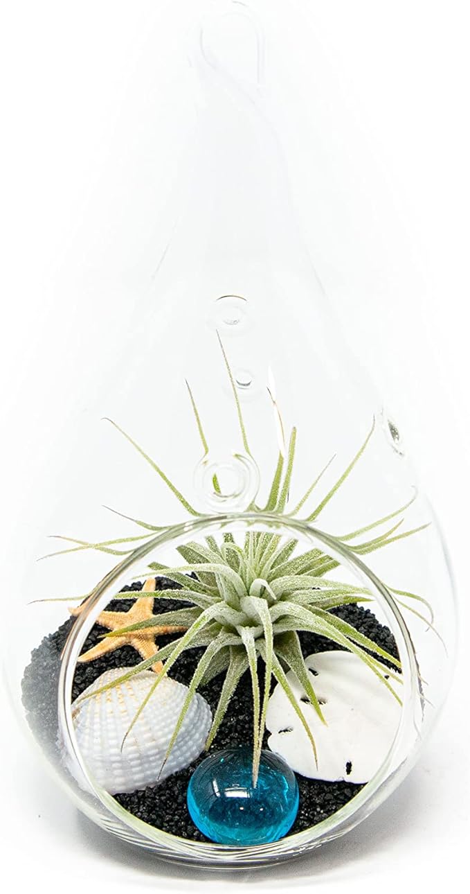 Glass Teardrop Beach Plant Terrarium - Air Plant, Sand, Starfish and Shell in Propagation Jar - Home and Garden Decor Plants Pot - Easy Care Indoor and Outdoor Plants Vase (1 Teardrop - Black Sand)