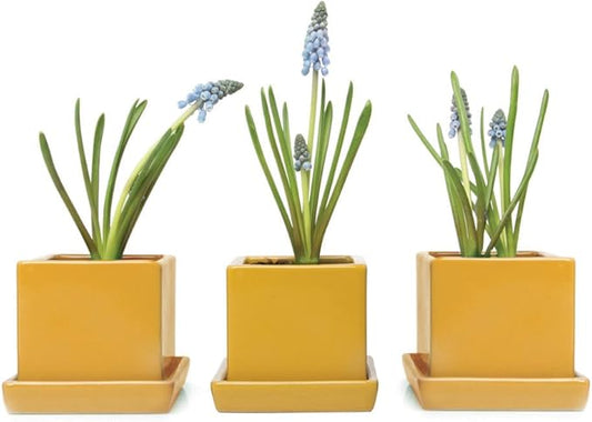 CHIVE - 3 Piece Set Square Succulent Cactus Planter Pot, 3 Inch Ceramic Flower Plant Container, Drainage Hole/Saucer, Mini Pot Indoor/Outdoor Garden (Goldenrod)