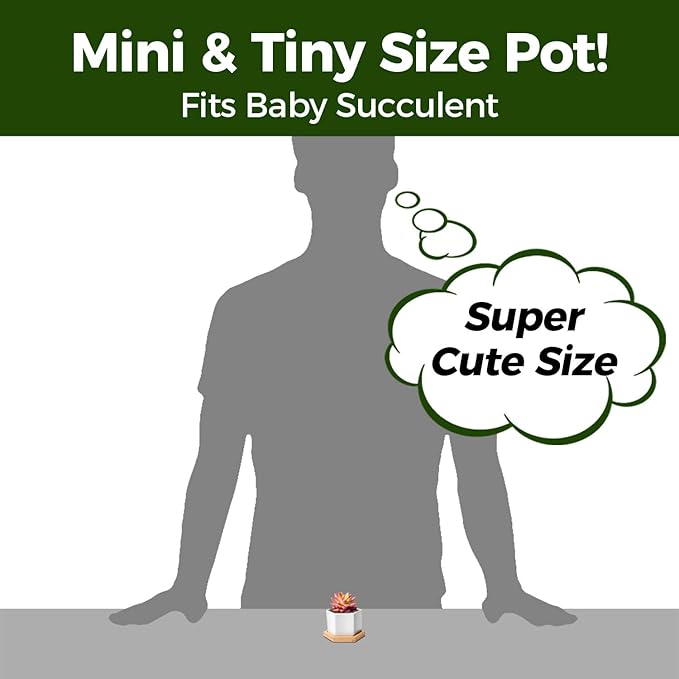 T4U Mini White Succulent Planter Pots with Bamboo Tray Hexagon Set of 12,Tiny Geometric Ceramic Cactus Plant Holder, Plant Gifts for Gardener Women Coworker, Home Office Table Desk Decoration