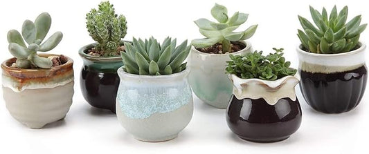 T4U Mini Ceramic Succulent Pots with Drainage - Set of 6, Tiny Pots for Plants, Home and Office Decor, Plant Lover Gifts for Women