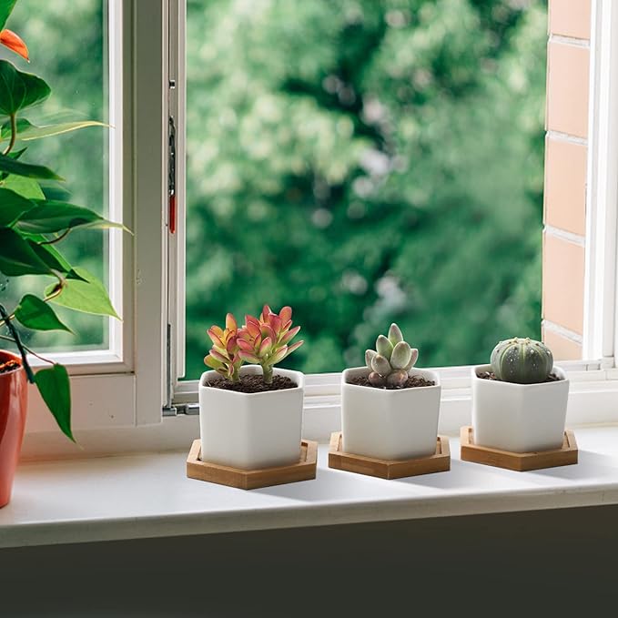 T4U Mini White Succulent Planter Pots with Bamboo Tray Hexagon Set of 12,Tiny Geometric Ceramic Cactus Plant Holder, Plant Gifts for Gardener Women Coworker, Home Office Table Desk Decoration