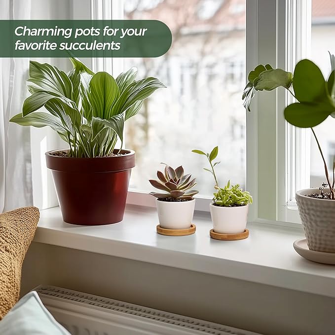 T4U 2.5 Inch Mini White Succulent Planter Pots with Bamboo Tray Round Set of 6, Tiny Ceramic Succulent Air Plant Flower Pots Cactus Faux Plants Containers, Gifts for Plant Lover, Home and Office Decor