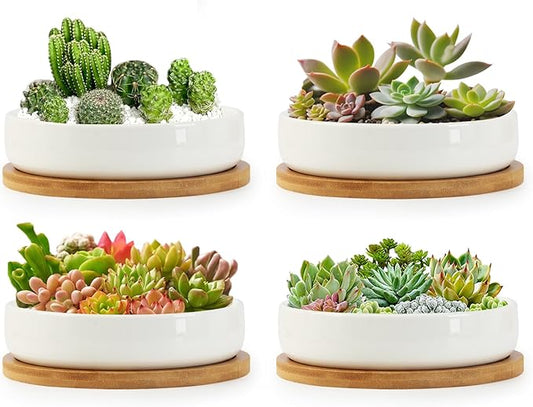 ZOUTOG Succulent Pots,6 Inch Succulent Planters with Drainage and Tray,4 Pack White Ceramic Planters for Indoor Plants,Round Shallow Flower Plant Pots
