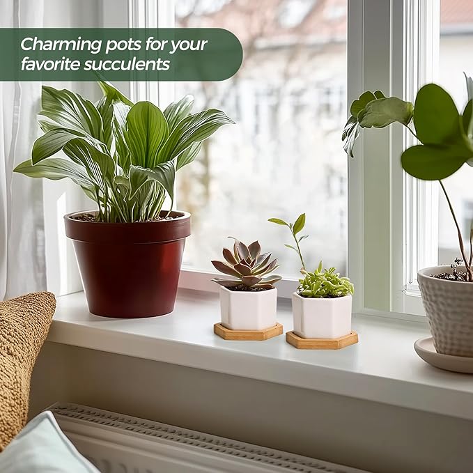 T4U Small White Succulent Planter Pots with Bamboo Tray Hexagon Set of 2, Geometric Ceramic Cactus Plant Holder, Succulent Plant Gifts for Gardener Women Coworker, Home Office Table Desk Decoration