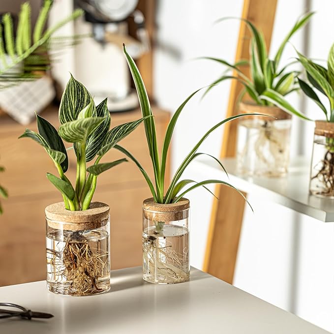 Glass Plant Propagation Stations for Plants – Set of 12(6 Large & 6 Small) Hydroponic Vases for Plant Cuttings,Flower Arrangements, Home & Office Decor–Desktop Vases for Living Room, Bedroom (12)