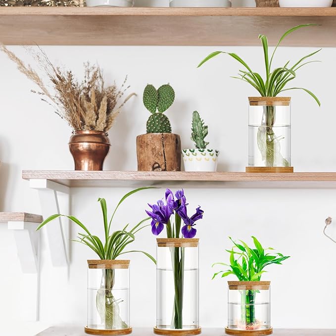 Maxcheck 3 Pcs 3 Sizes Plant Propagation Station Separated Glass Plant Terrarium Water Hydroponic Planter Holder with Lid and Wooden Stand Propagation Vase Pot for Home Indoor Office(Common Sizes)