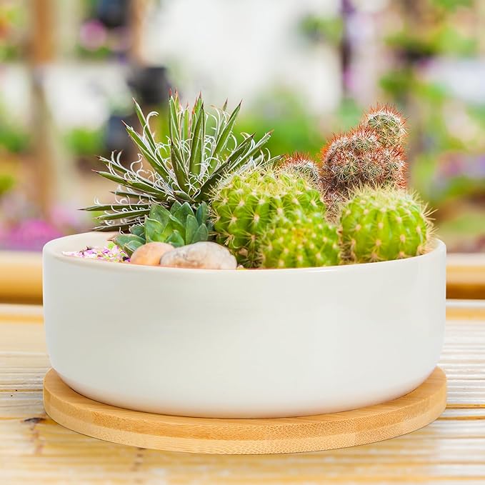 ZOUTOG Plant Pot 6 Inch,Ceramic Succulent Pots for Flower with Drainage and Tray,Succulent Planters for Indoor Plants White Round with Home,Office,Pack of 2