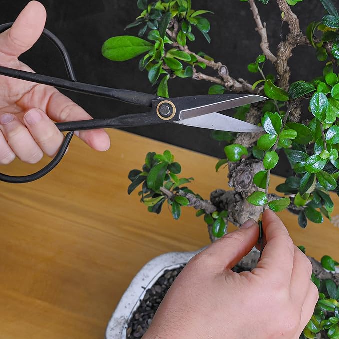 Professional Bonsai Slim Scissors | Pruning Shears for Trimming Plants | Japanese Gardening, Bonsai Tools | Garden Scissors