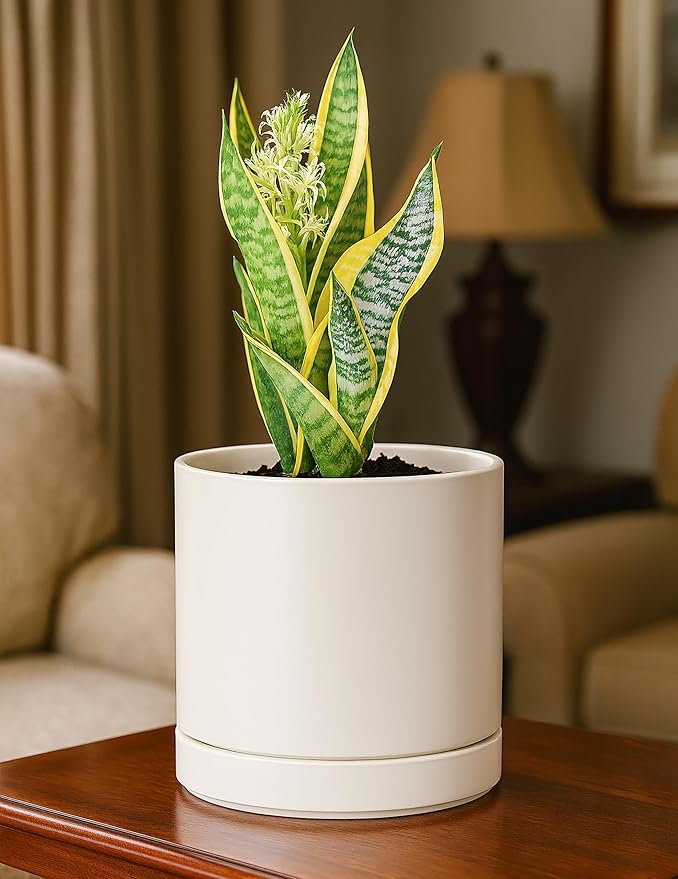 D'vine Dev Set of 2 Plants Pots, 6.5 Inch Ceramic Planter Pot for Plants with Drainage Hole and Saucer, Oatmeal, 94-V-C-8