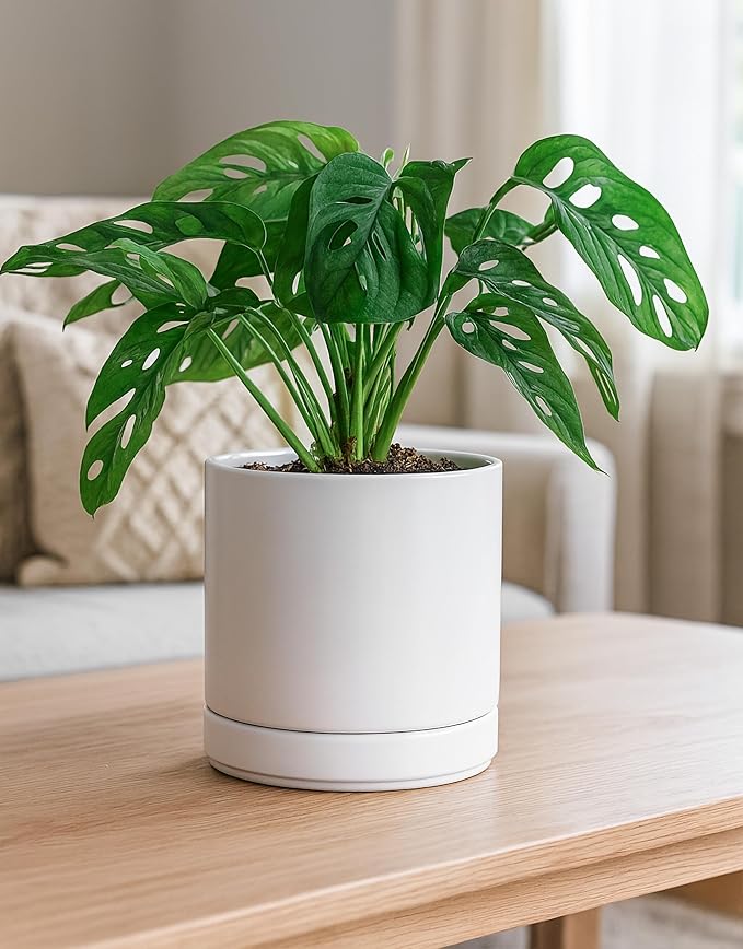 D'vine Dev Set of 2 Plants Pots, 6.5 Inch Ceramic Planter Pot for Plants with Drainage Hole and Saucer, White, 94-V-C-1