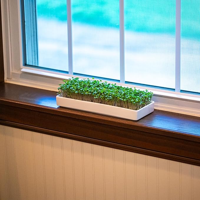 mizuna Microgreens Growing Kit – 2 Stackable White Ceramic Micro Greens Growing Trays (2x5x12 in), Coconut Coir, and Seeds for Stylish Indoor Micro Greens Growing