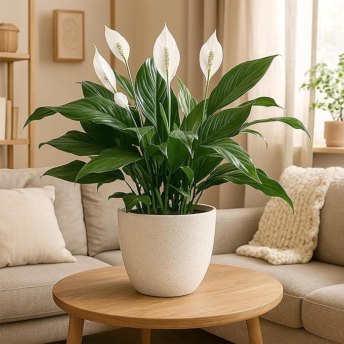 Giraffe Creation 12/10/9 Set of 3 Speckled White Plant Pots, Modern Indoor & Outdoor Planters with Drainage Holes and Saucers