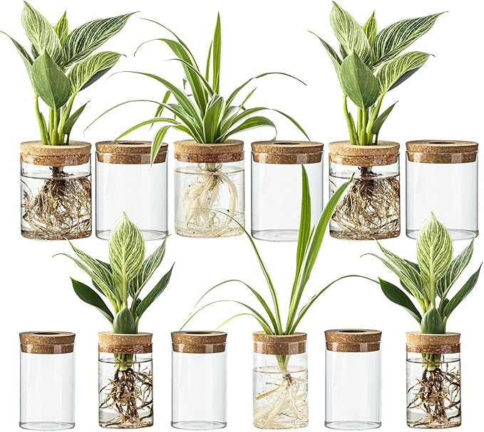 Glass Plant Propagation Stations for Plants – Set of 12(6 Large & 6 Small) Hydroponic Vases for Plant Cuttings,Flower Arrangements, Home & Office Decor–Desktop Vases for Living Room, Bedroom (12)