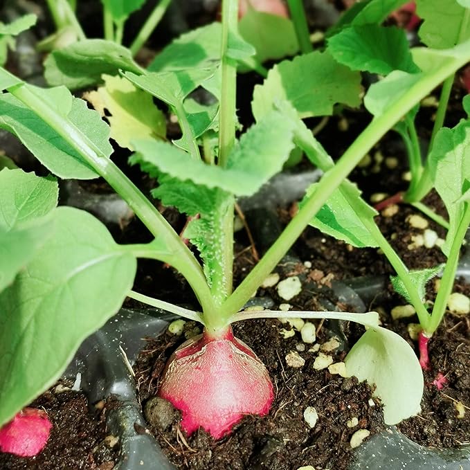 Gardzen 10-Pack Seed Starter Kits, Reusable Plant Germination Trays with Total 150-Cell, Seed Starter Tray with Humidity Vented Domes and Bases for Starting Vegetable Flower Herb Seeds 15" x 9"