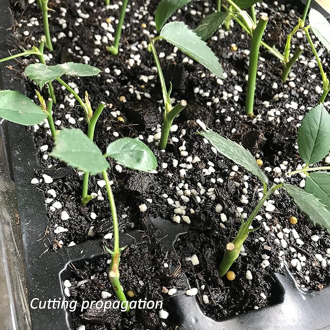 Gardzen 5-Set Seed Starter Tray Kits, Durable Plant Germination Trays with Humidity Vented Domes and Bases, Ideal for Seed Starting, Indoor Gardening, and Greenhouse (Total 200 Cells)